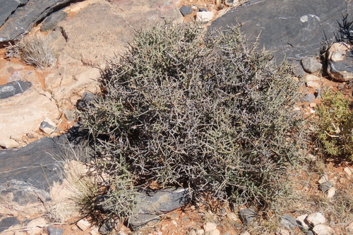 Euphorbia lignosa