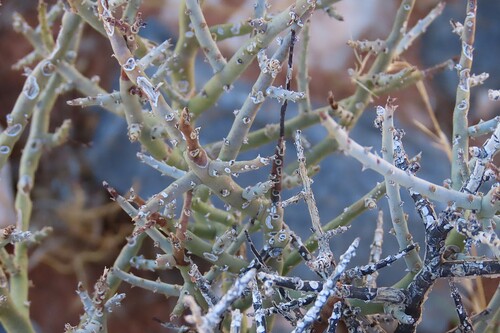 Euphorbia lignosa, photograph 2