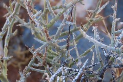 Euphorbia lignosa, photograph author not stated, no rights reserved