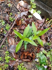 Phlox paniculata
