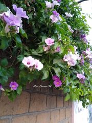 Amphilophium laxiflorum