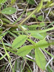 Tephrosia spicata
