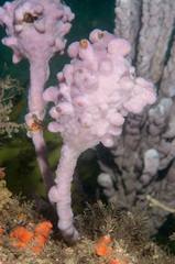 Pyura spinifera