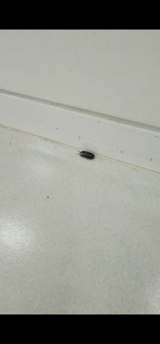 Common Pill Woodlouse