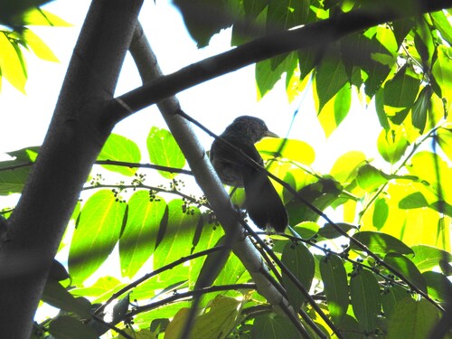 Taiwan Hwamei (Garrulax taewanus), photo 7