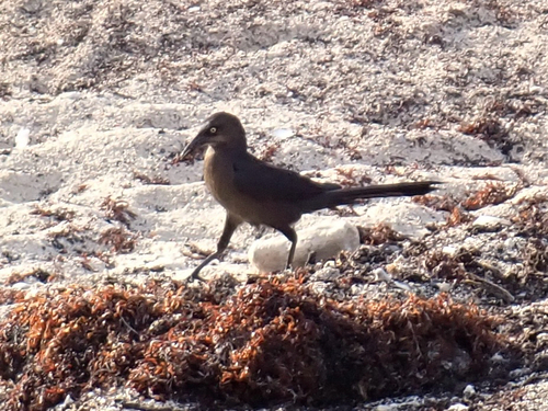 Great-tailed Grackle