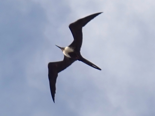 Magnificent Frigatebird