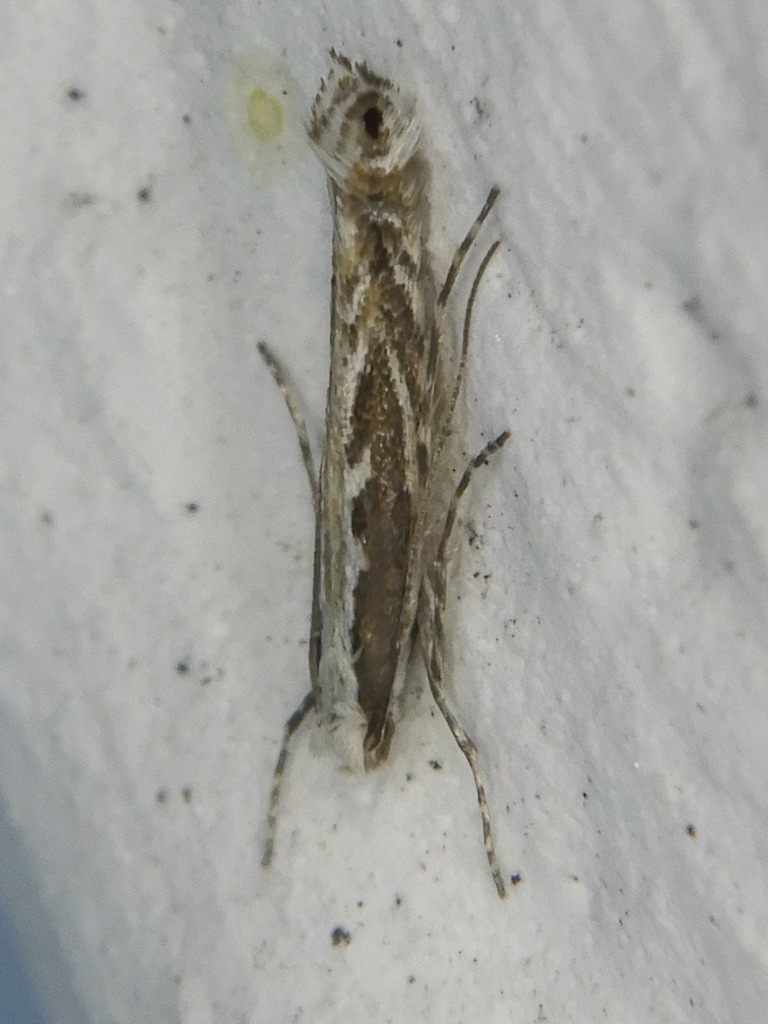 Micrurapteryx gradatella