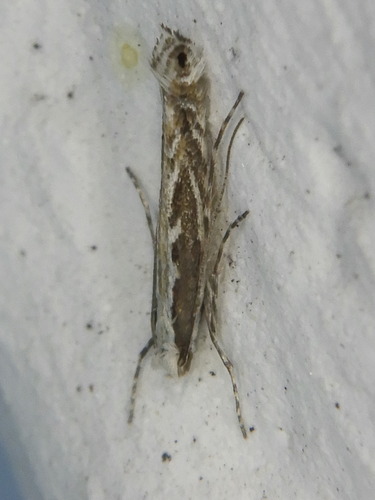 Micrurapteryx gradatella