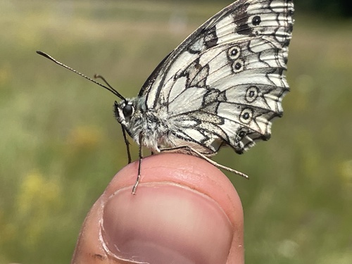 Marbled White