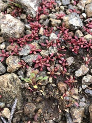 Chorizanthe aphanantha