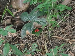 Tacca palmata