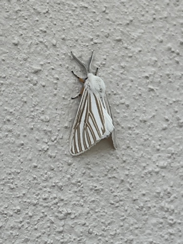 Echo Moth