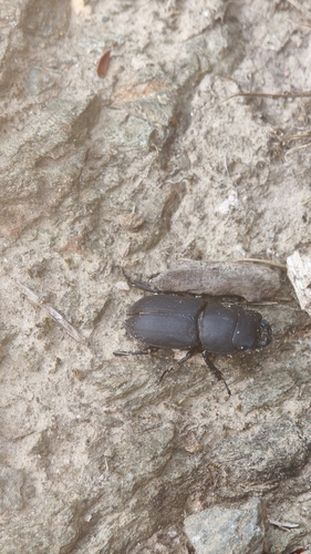 Lesser Stag Beetle