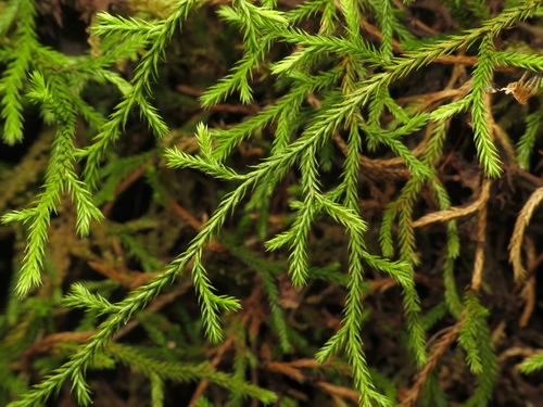 Selaginella oregana, photograph 6