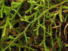 Selaginella oregana, photograph (c) jonsense, some rights reserved (CC BY)