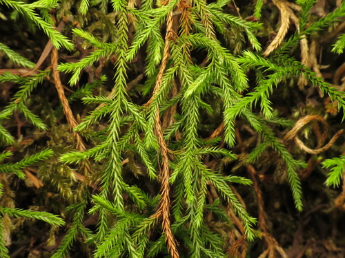 Selaginella oregana, photograph 5
