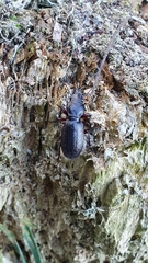 Mecodema sculpturatum