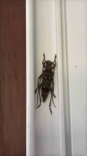 Wavy Longhorn Beetle