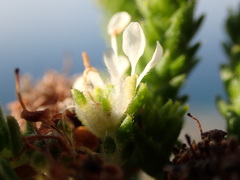 Agathosma imbricata