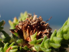 Agathosma imbricata, photograph (c) Dave U, some rights reserved (CC BY-SA)