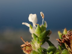 Agathosma imbricata, photograph (c) Dave U, some rights reserved (CC BY-SA)