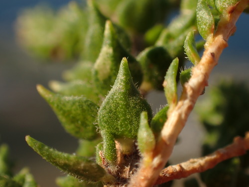 Agathosma imbricata, photograph 3