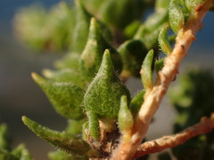 Agathosma imbricata, photograph (c) Dave U, some rights reserved (CC BY-SA)