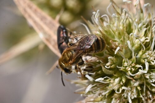 Halictus seladonius