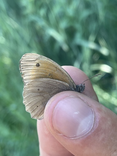 Meadow Brown