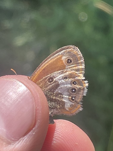 Pearly Heath