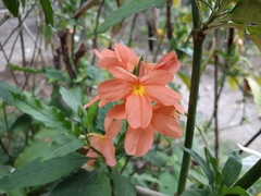 Crossandra
