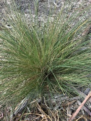Poa poiformis