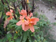 Crossandra