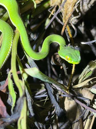 Kramer's Pit Viper