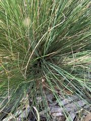 Poa poiformis