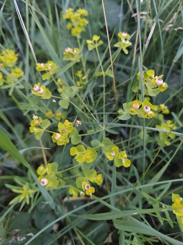 slender leafy spurge