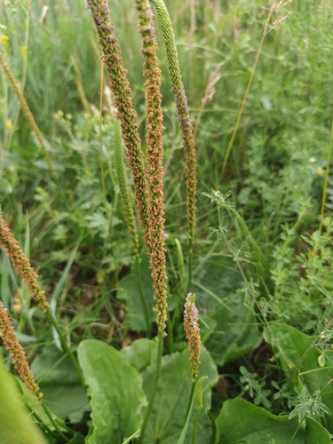greater plantain