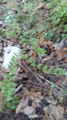 Lithospermum matamorense