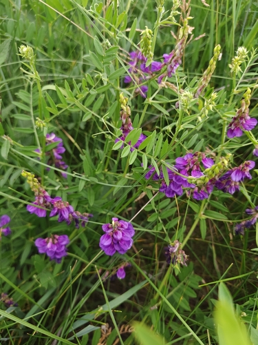 lovely vetch