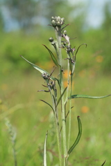 Saussurea amurensis