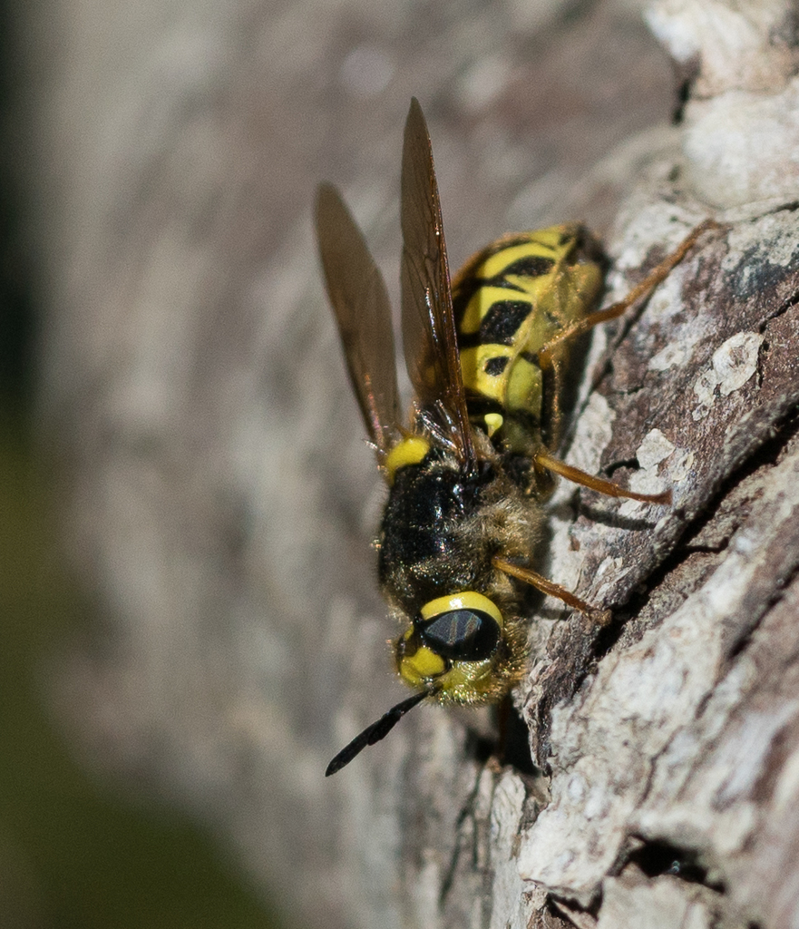 Stratiomyini