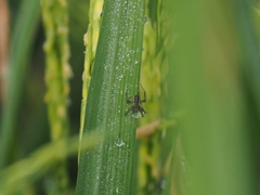 Argiope catenulata