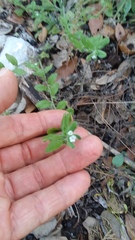 Lithospermum matamorense