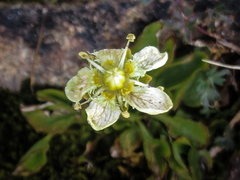 Parnassia cirrata intermedia