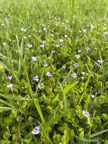 Savannah False Pimpernel