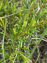 Hypericum lloydii