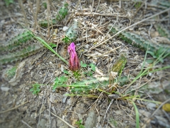Echinocereus berlandieri