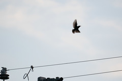 Sturnus vulgaris