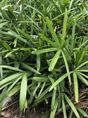 Rhapis excelsa